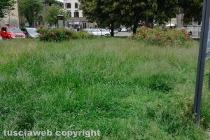 Viterbo - Incuria nelle aiuole di piazza della Rocca