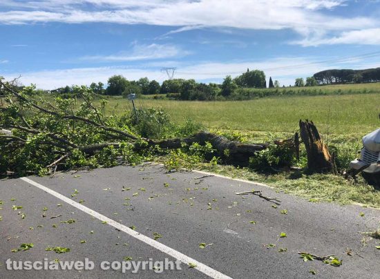 Bagnoregio - L'albero abbattuto dopo lo schianto