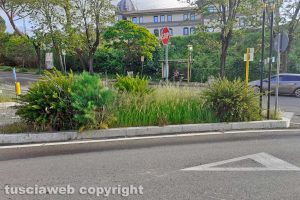 Viterbo - Erba alta in città