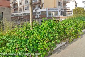 Viterbo - Erba alta in città