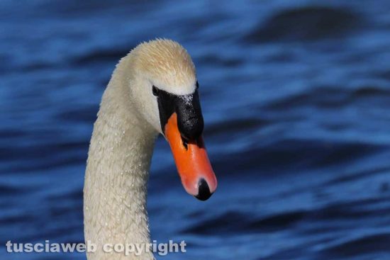Lo sguardo del cigno