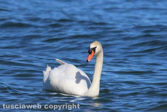L'eleganza del cigno