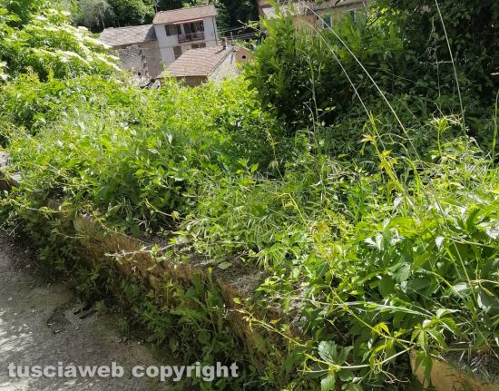 Ronciglione - Erba alta in via Testaccio di Sopra