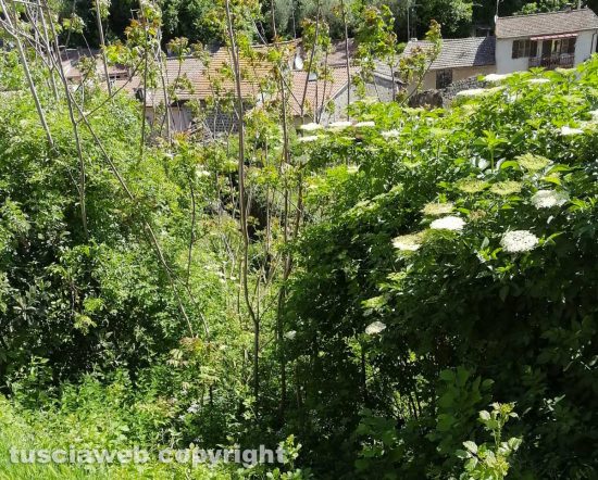 Ronciglione - Erba alta in via Testaccio di Sopra