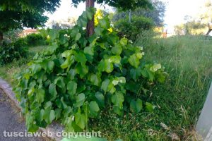 Viterbo - Incuria nel giardino di viale Bruno Buozzi