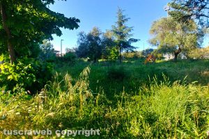 Viterbo - Incuria nel giardino di viale Bruno Buozzi