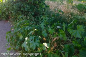 Viterbo - Incuria nel giardino di viale Bruno Buozzi
