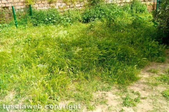 Viterbo - Incuria al parco per cani al Carmine