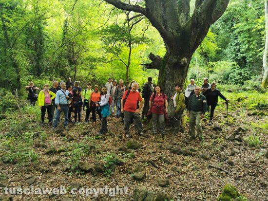 Farnese - La passeggiata nella Selva del Lamone