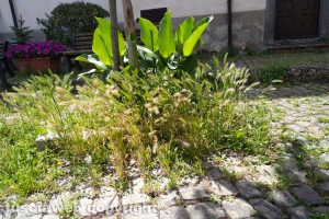 Viterbo - Incuria nella frazione di Roccalvecce