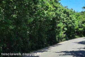 La strada che collega Blera e Monte Romano