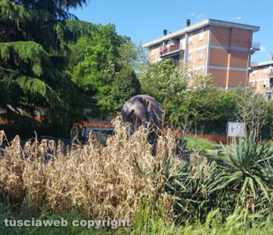 Viterbo - Erba alta vicino alla fontana a sfera