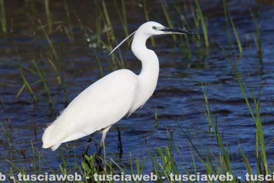 Garzetta al lago di Bolsena