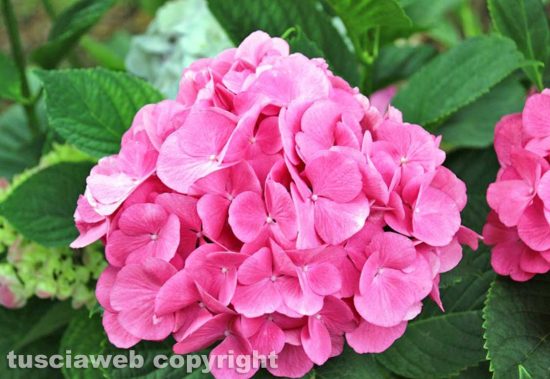 Bolsena - Festa delle ortensie