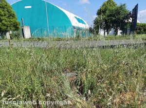 Viterbo - Erba alta al Riello