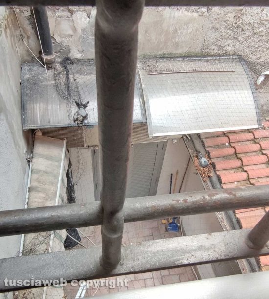 Viterbo - Carcassa di piccione nel richiastro