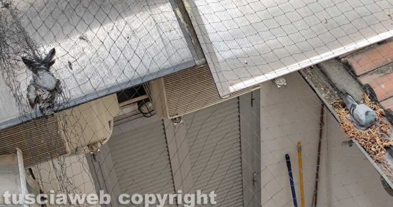 Viterbo - Carcassa di piccione nel richiastro