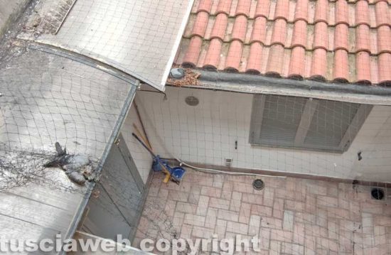 Viterbo - Carcassa di piccione nel richiastro