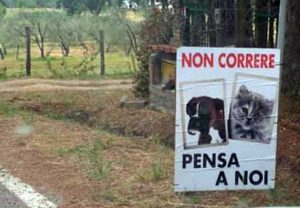Viterbo - I cartelli in Strada Romana