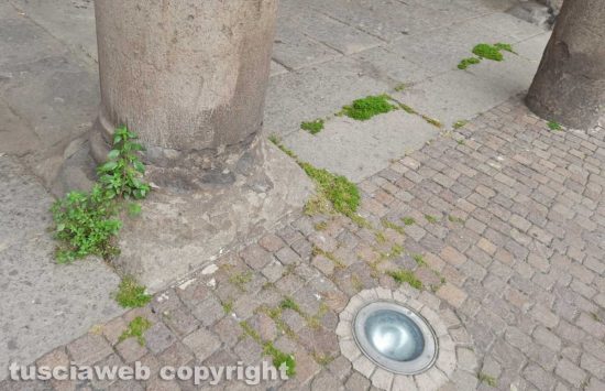 Viterbo - Erba a piazza del Comune