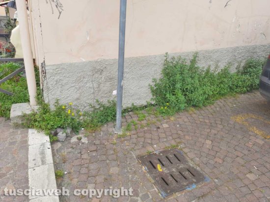 Viterbo - Erba a piazza del Comune