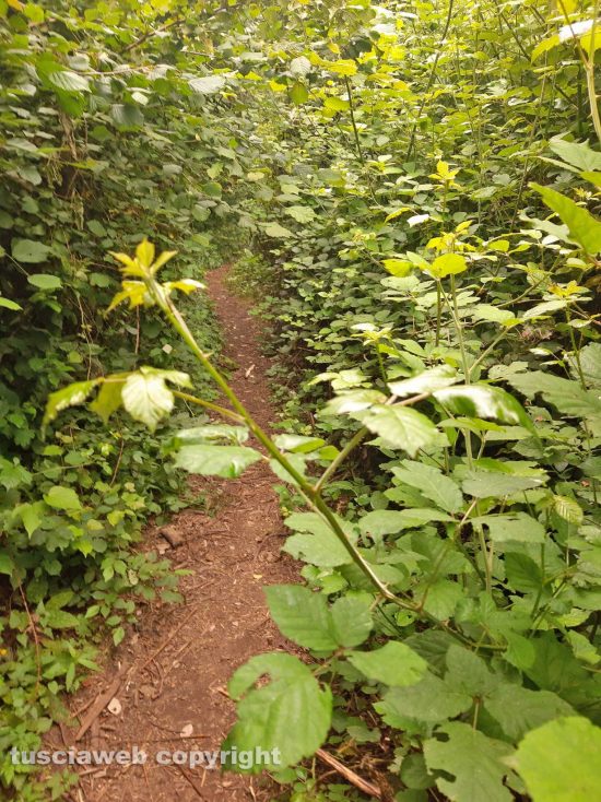 Capranica - Vegetazione incolta nella via Francigena, tratto tra Capranica e Sutri