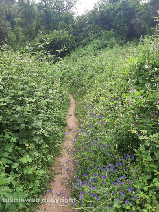 Capranica - Vegetazione incolta nella via Francigena, tratto tra Capranica e Sutri