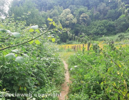 Capranica - Vegetazione incolta nella via Francigena, tratto tra Capranica e Sutri