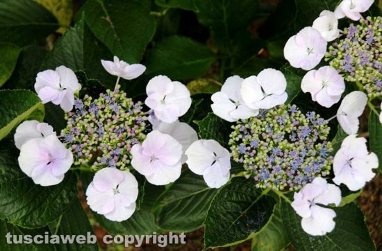 Bolsena - Festa delle ortensie