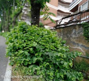 Viterbo - Erbacce nel tratto che va da via della Mazzetta a via Settembrini