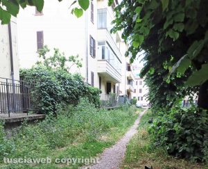 Viterbo - Erbacce al giardino di Viale Bruno Buozzi