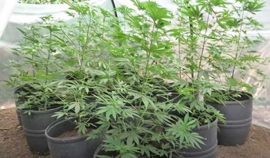 Viterbo - Coltivava 12 piante di marijuana in una serra