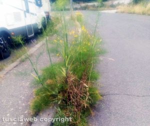 Viterbo - Erba alta alla Grotticella