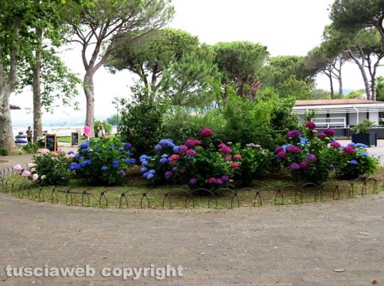 Bolsena - Festa delle ortensie