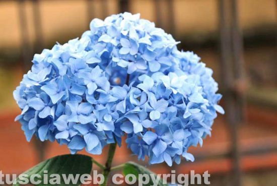 Bolsena - Festa delle ortensie