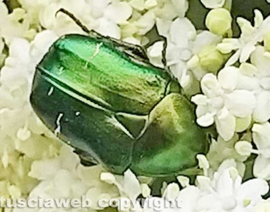 Zigolo sui fiori di sambuco