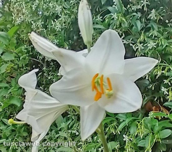 Viterbo - Fiore di Iris 