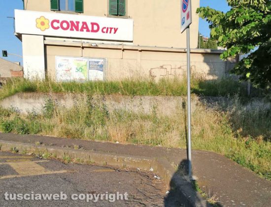 Viterbo - Erba alta in via Vico Squarano