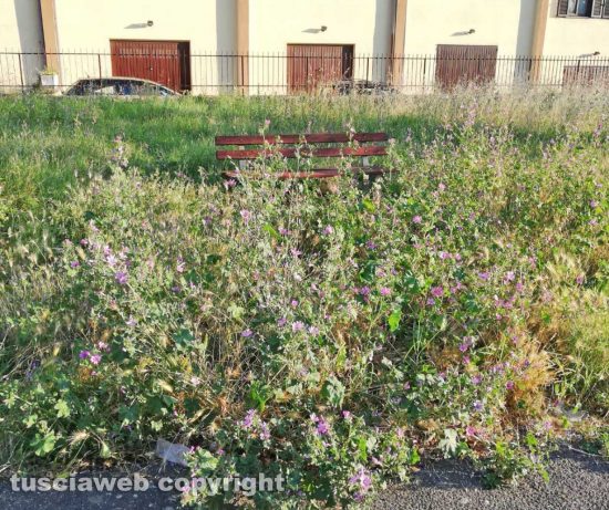 Viterbo - Erba alta in via Vico Squarano