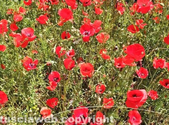 Bolsena - Campo di papaveri al lago 