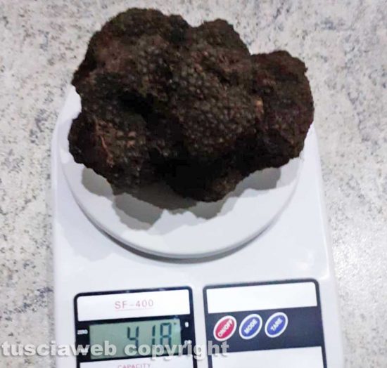 Ischia di Castro - Tarufo scorzone 