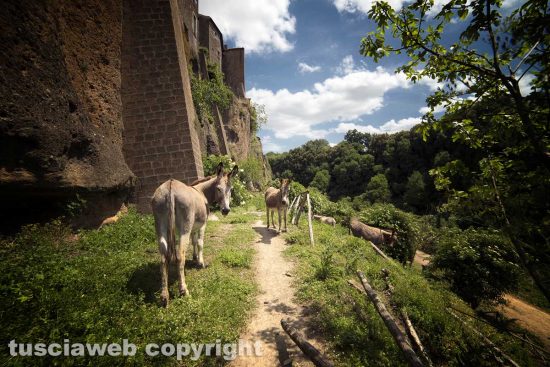 Le forre di Corchiano