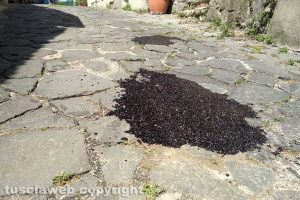 Viterbo - I lavori a Roccalvecce