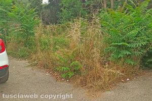 Viterbo - Erba alta in via Tarconte