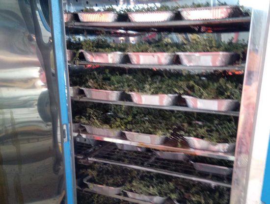 Iss Cardarelli Tarquinia - Le piante officinali