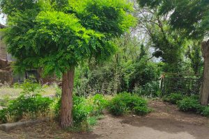 Vignanello - Incuria in centro