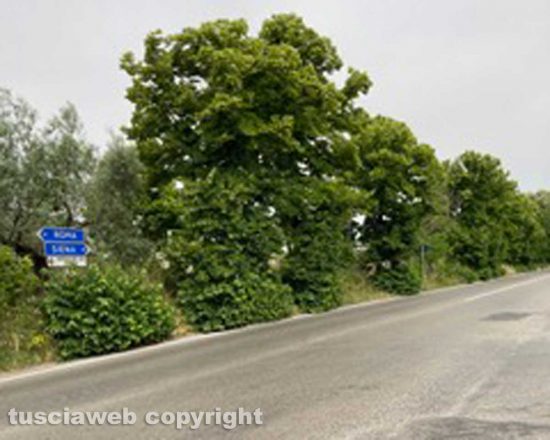 Viterbo - Getti di alberi sulla Cassia Nord