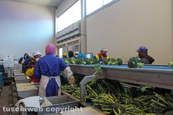 Viterbo - L'azienda agricola fratelli Calevi