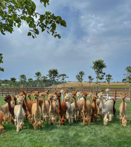 Piani degli Alpaca a a Tarquinia - L'allevamento