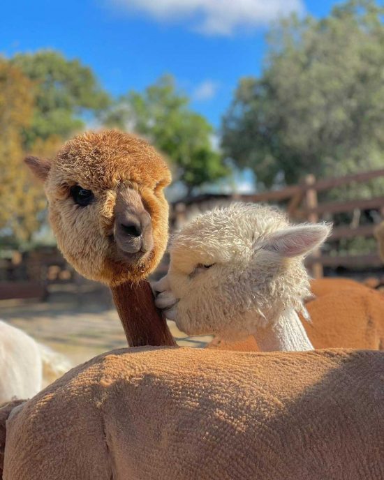 Piani degli Alpaca a a Tarquinia 